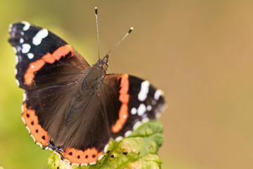 Schmetterling - Ein Admiral im Garten
