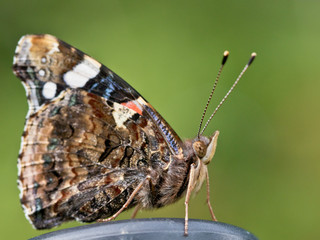 Schmetterling - Ein Admiral im Garten