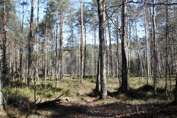 View of the forest and the lake in the forest