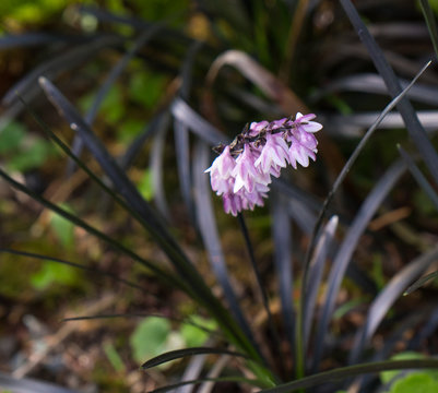 Ophiopogon planiscapus 'Nigrescens' (Black Mondo Grass) in Bloom