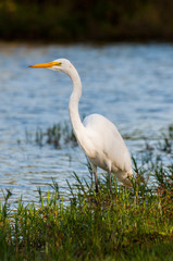 Heron in the grass