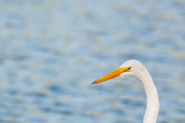  Heron closeup