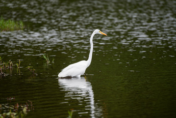Obraz premium Heron in the water