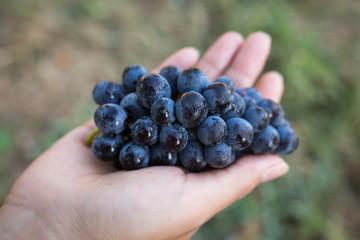 Uva nera in mano