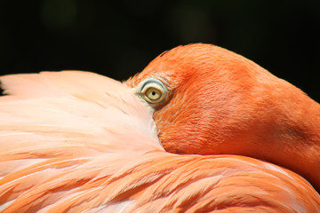 Obraz premium Flamingo peeking over her wing