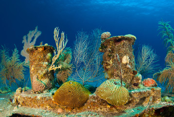 The wreck of the Doc poulson in Grand Cayman is an artificial reef and is now home to much coral...