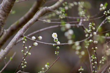 Japanese Peach blossoms(Prunus persica Batsch 