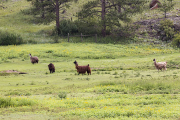 Llama in the High Country