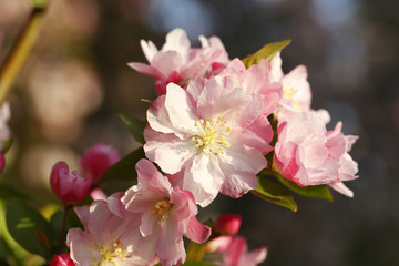 Obraz premium Chinese flowering crab-apple blooming