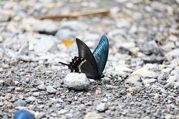 ミヤマカラスアゲハ