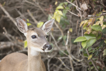 Key Deer