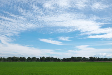 水田の上の渦巻き雲