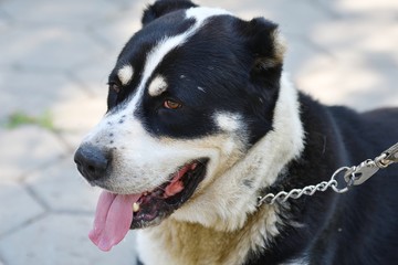 Alabai or Central Asian Shepherd Dog