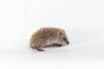 Hedgehog on white background.
