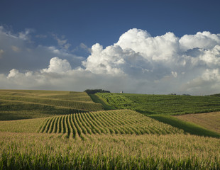 Fototapeta na wymiar Corn and soybean fields below dramatic clouds in late afternoon sun