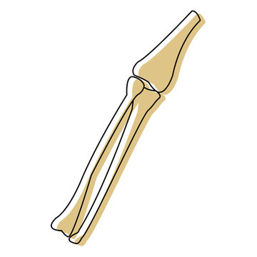 leg bones tibia and fibula medicine anatomy body