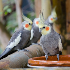 Parrots resting on a perch