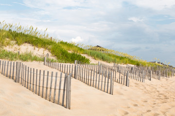 Sand dunes, beach grass and fences on the beach in Nags Head, North Carolina.  