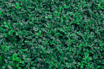 Green natural background of Clematis bush foliage with many flower buds in many formed blossom clusters.