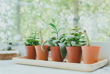 Decorative window summer succulent cactus in pot
