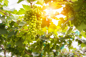 Fresh grapes in vineyard or grape fields with flare light background , Concept of viticulture