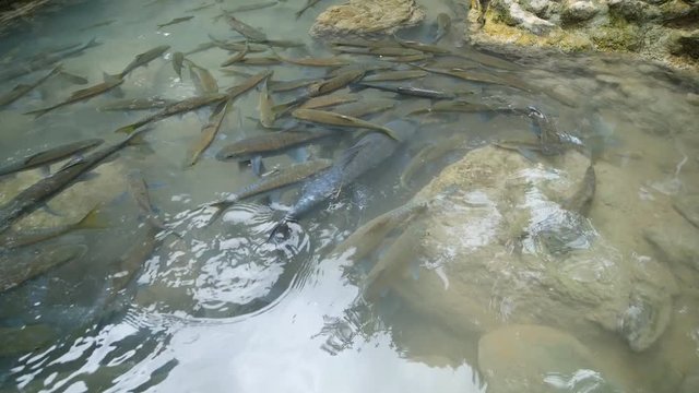 Neolissochilus stracheyi fish in Level 2 of Erawan Waterfall, Kanchanaburi Province, Thailand