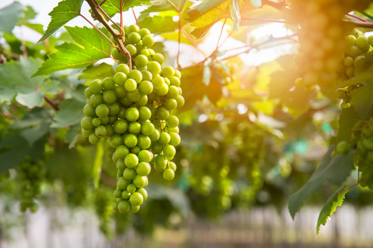 Fresh grapes in vineyard or grape fields with flare light background , Concept of viticulture