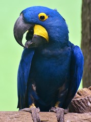 Hyacinth macaw (Anodorhynchus hyacinthinus), or hyacinthine macaw, is a blue parrot native South America's Amazon jungle.