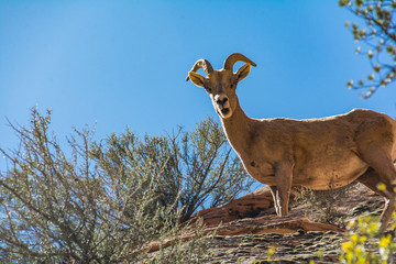 Zion National Park Mountain Goat On the Mountain