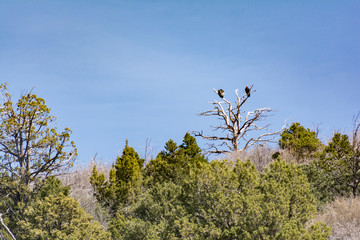California Condor Zion National Park Breeding Season