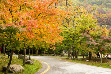 Naklejka premium 가을 풍경