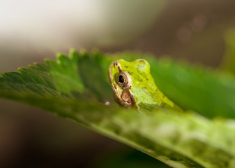 カエル