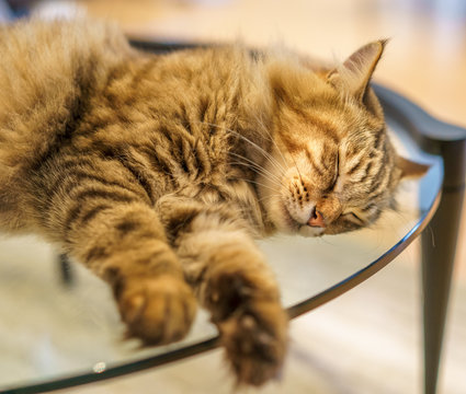 きじねこ Imagens – Procure 7 fotos, vetores e vídeos | Adobe Stock