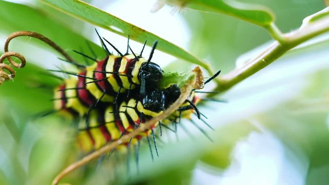 Group Of colorful Worm Eating Green Leaf