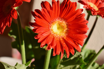 Gerbera Daisy