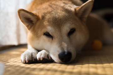 お昼寝柴犬