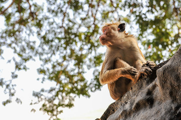 Obraz premium Macaca under the tree portrait