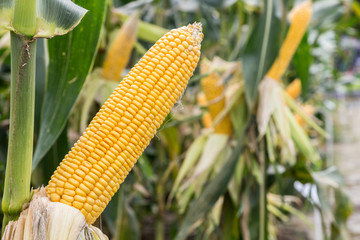 corn cob on agriculture field