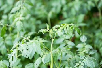 shoot of tomato plant