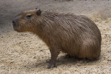 Capybara (Hydrocheris hydrochaeris) 