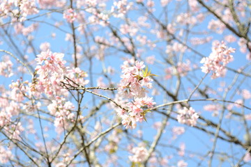 sakuras