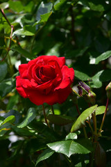 真紅のバラ