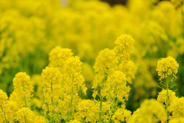 Rape blossoms