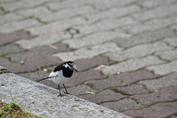 歩道のハクセキレイ