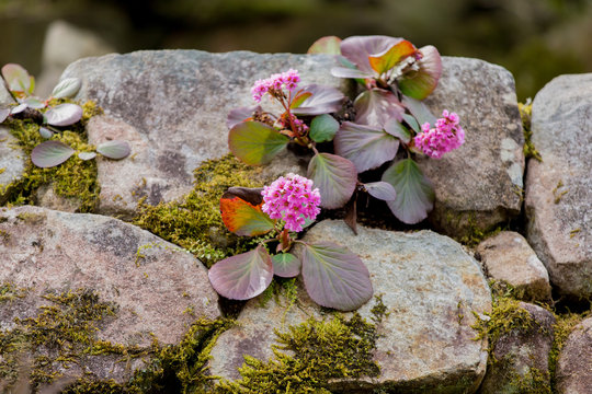 Bergenia Stracheyi