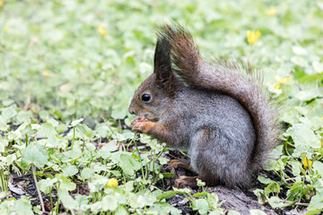 Naklejka na ściany i meble grey squirrel with fluffy tail sitting on green grass and eating nut