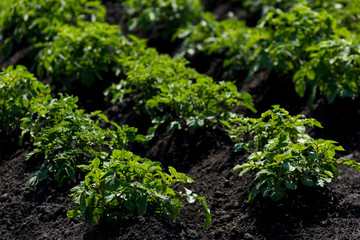Growing potatoes