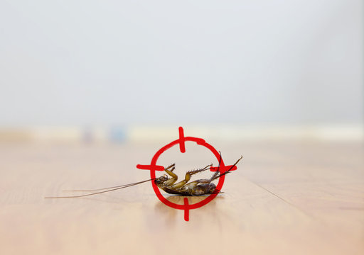 drawing of gun target to kill cockroach , pest control concept
