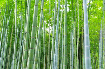 Fototapeta premium Świeży zielony las bambusowy
