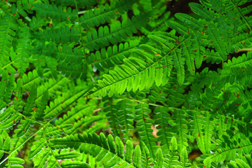 fern leaves